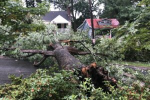 The scene in Takoma Park on Friday morning where this giant tree fell and brought down power lines, sparking multiple fires. At least 6 homes were evacuated.