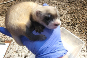 Black footed ferret