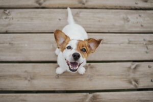 Top view of cute small jack russell terrier dog sitting on a wood bridge outdoors and looking at the camera. Pets outdoors and lifestyle