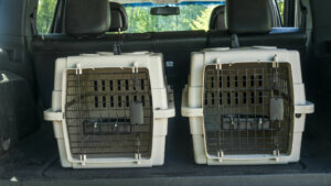 Two cages for the transport of pets in the trunk of a car