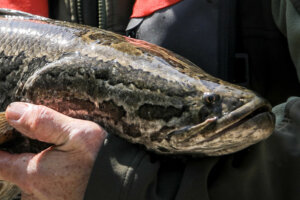 Northern Snakehead