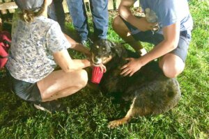 Dog from well
