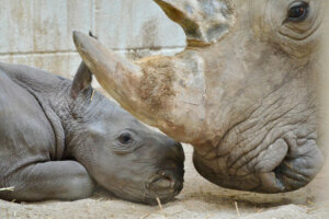Rhino va zoo