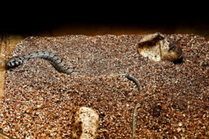 European glass lizard