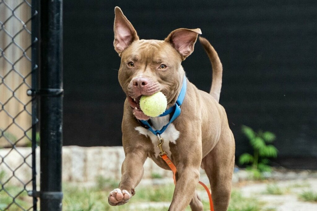 Dog 1 edit real
