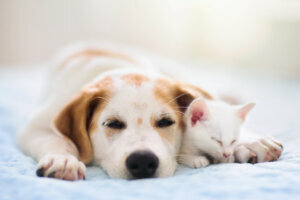 Cat and dog sleeping. Puppy and kitten sleep.