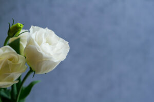 Funeral white flower background