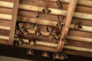Lesser Dog faced Fruit Bat, Cyneropterus brachyotis, hanging in a roof