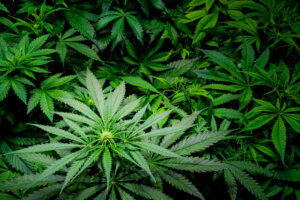 Blooming Marijuana plant with early white Flowers, cannabis sativa leaves, marihuana