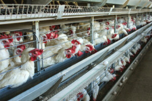 Modern chicken farm for the breeding of white chickens and eggs, multi level conveyor, indoor, copy space