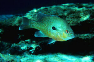 Redbreast Sunfish