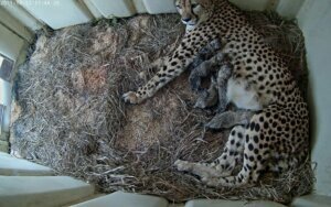 Cheetahcubs