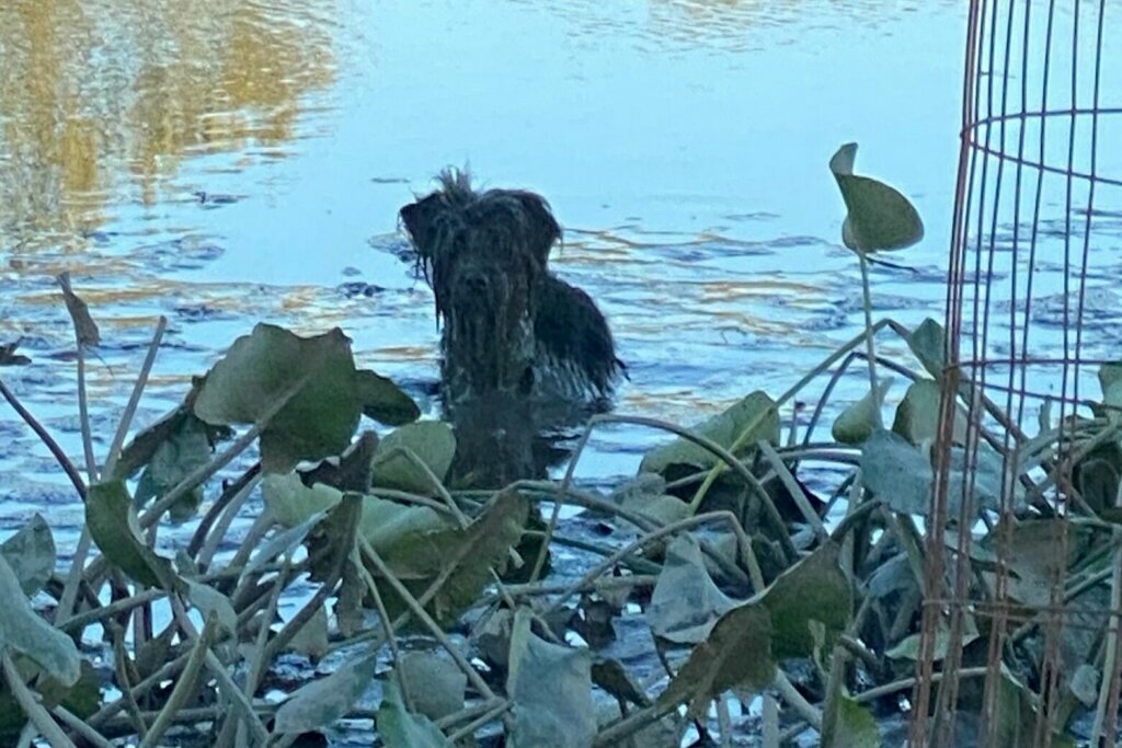 Dog