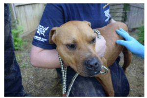 Dog fight photos10241024