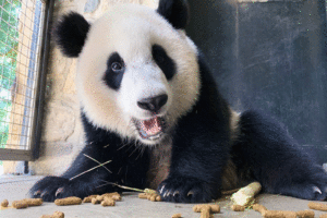 Panda edit