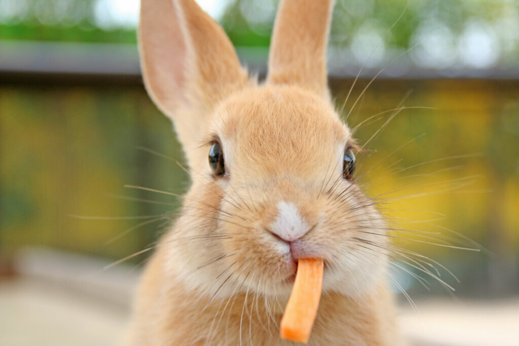 Close up of cute baby rabbit