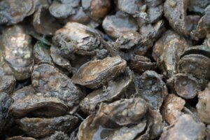 US ECONOMY INDUSTRY OYSTER FARMING