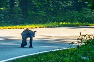 YEARLING BLACK BEAR