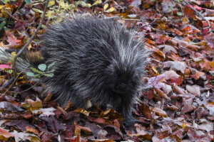Porcupine 2021