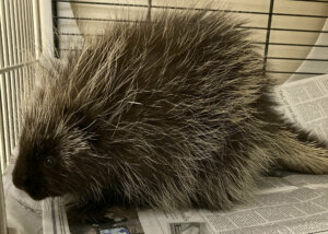 Porcupine