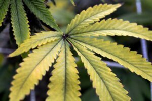 California Marijuana