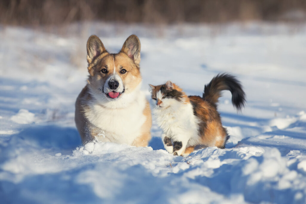 Cute and fluffy friends red cat and dog corgi sit next to each other in the winter park in the snow
