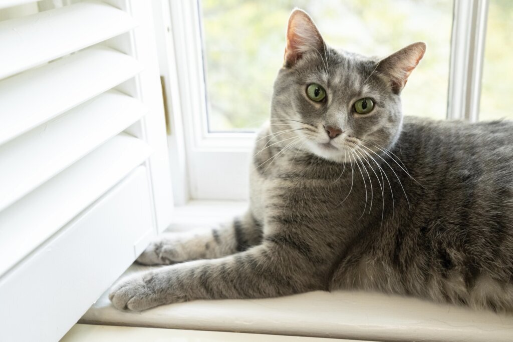 Biden New Cat