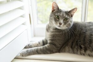 Biden New Cat