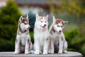 Husky puppies on a table