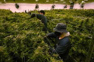 Marijuana Legalization Virginia
