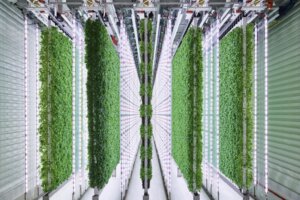 Walmart Vertical Farming