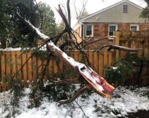 Hire tree co