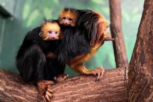On Oct. 7, the Small Mammal House team celebrated the arrival of golden headed lion tamarin twins! They are the first of their endangered species born at the Zoo in 16 years. Get to know the mischievous and curious babies from keepers Mimi Nowlin and Maria Montgomery.