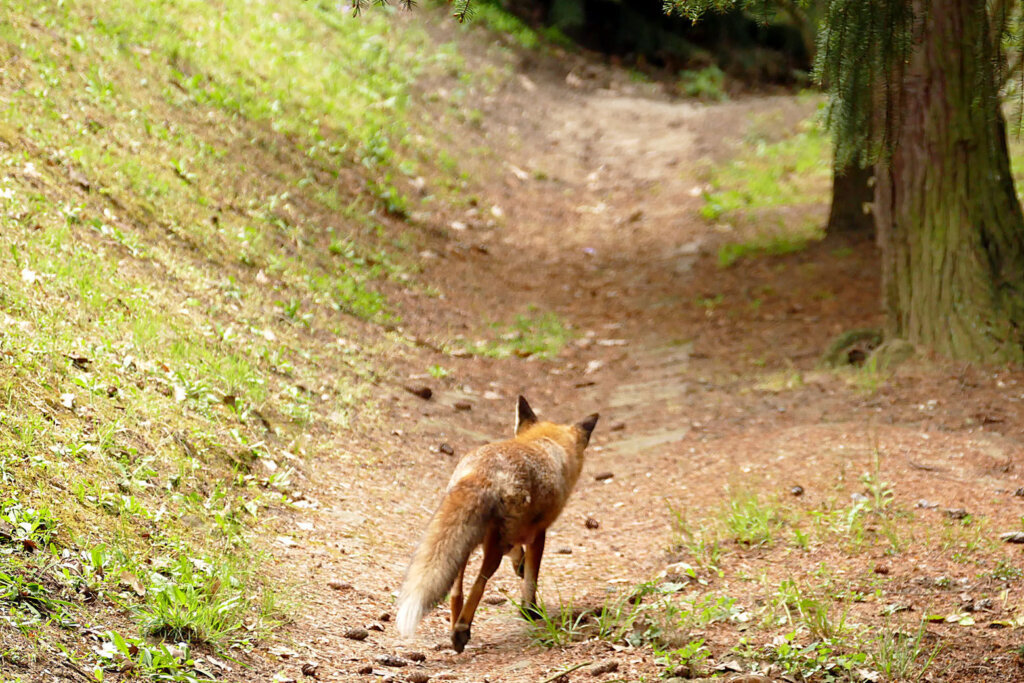 Rabid or tame fox is lurking in the park