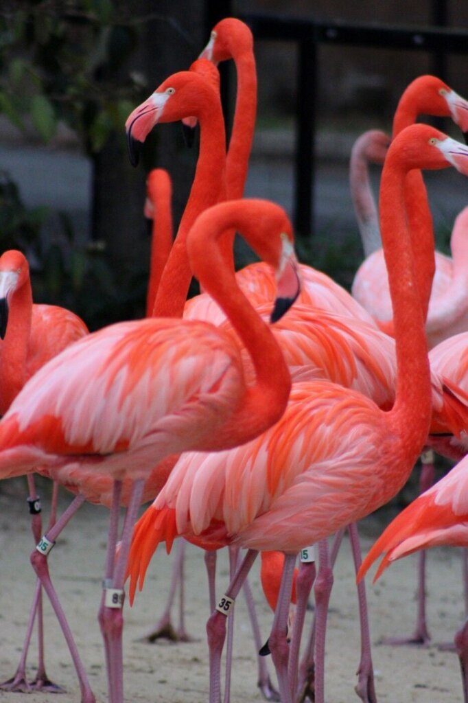 20220125 01heatheranderson flamingo betty