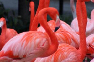 20220125 01heatheranderson flamingo betty