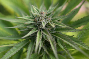 COLOMBIA CANNABIS PLANTATION