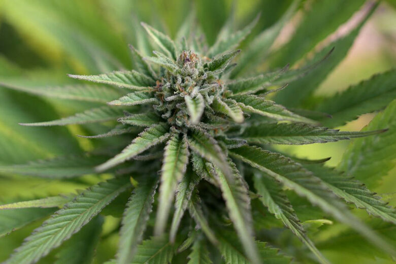 COLOMBIA CANNABIS PLANTATION