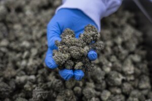 Israel Medicinal Cannabis