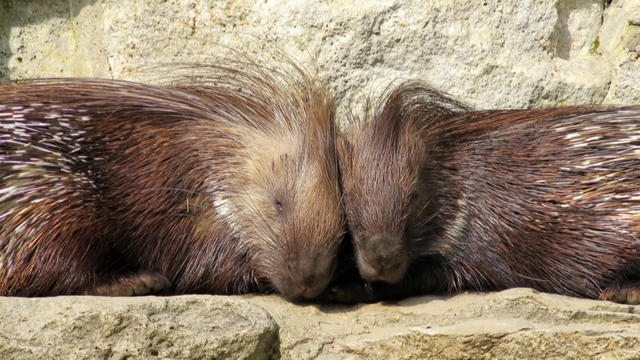 How zoos and aquariums play animal matchmakers