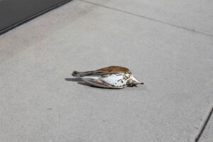 032221 birds