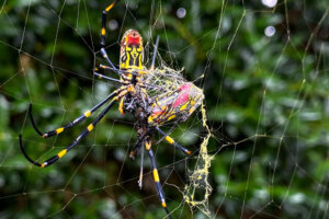 Spider Takeover