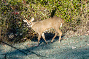 White tail deer