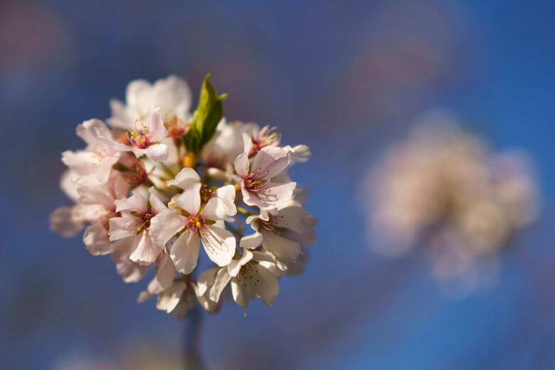 Cherry Blossoms Continue Bloom In Nation's Capital