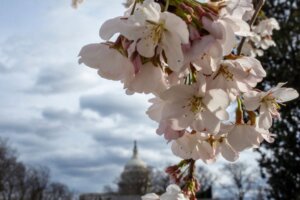US FEATURE CHERRY BLOSSOM