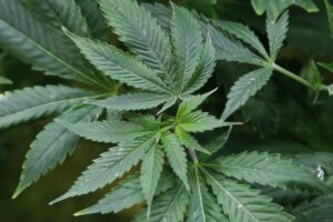 Medical Marijuana Oklahoma