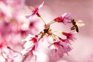 Nation's Capitol Cherry Blossoms