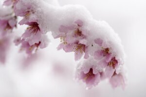 Washington Weather Cherry Blossoms