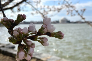 Blossomsjpg crop