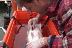 Man inserting an electronic tag in a fish